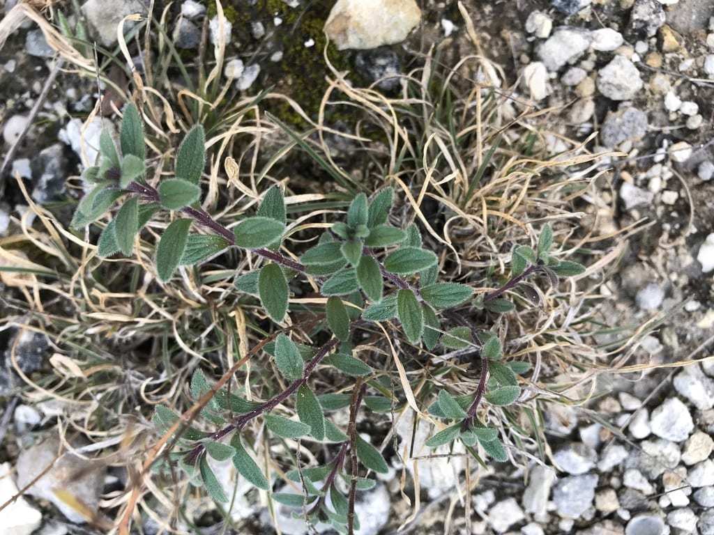 Reverchon's false pennyroyal (Hedeoma reverchonii var. serpyllifolia)