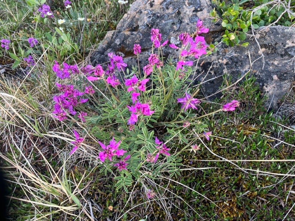 Utah sweetvetch (Hedysarum boreale ssp. boreale)
