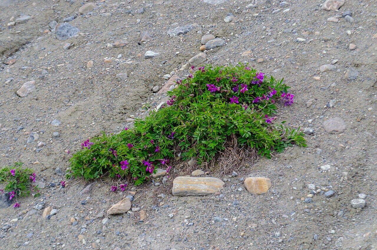 Utah sweetvetch (Hedysarum boreale)