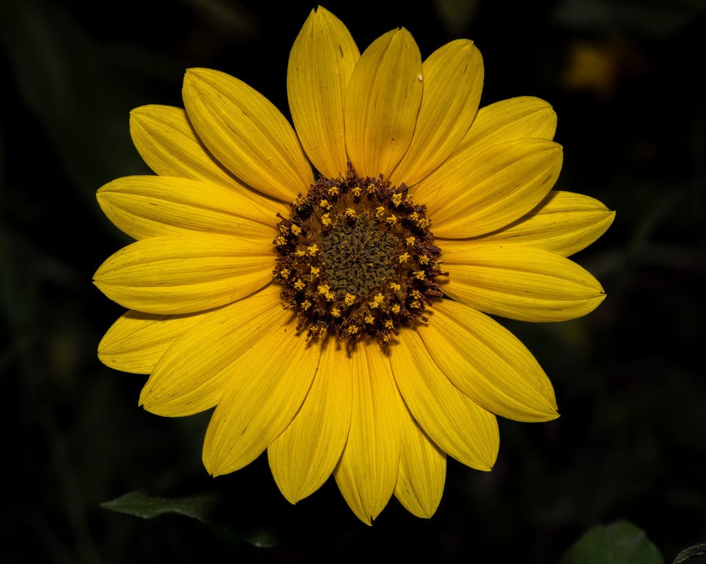 Cheerful sunflower (HELA)