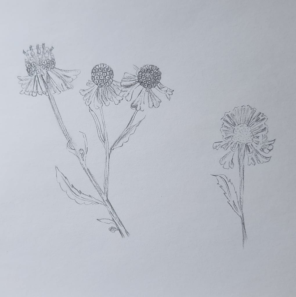 Mountain sneezeweed (Helenium autumnale var. montanum)