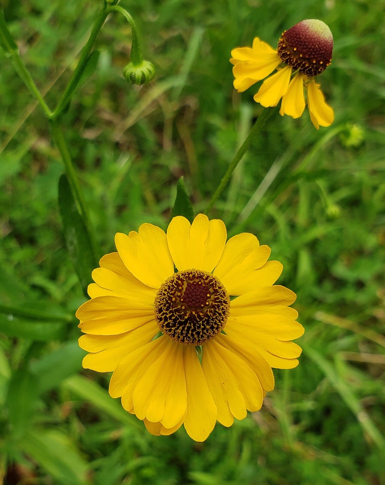 Purplehead sneezeweed (Helenium flexuosum)