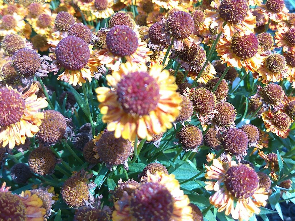 Smallhead sneezeweed (Helenium microcephalum var. microcephalum)