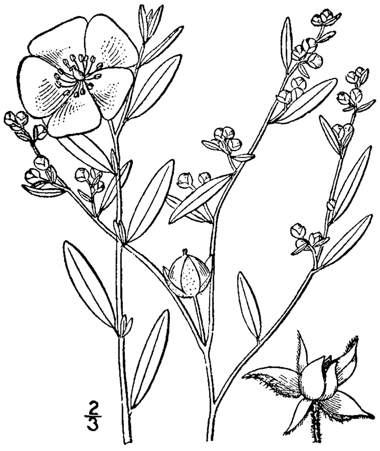 Longbranch frostweed (Helianthemum canadense)