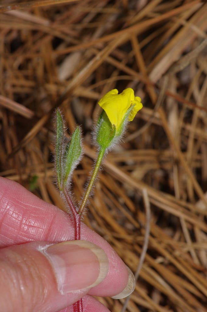 Carolina frostweed (Helianthemum carolinianum)