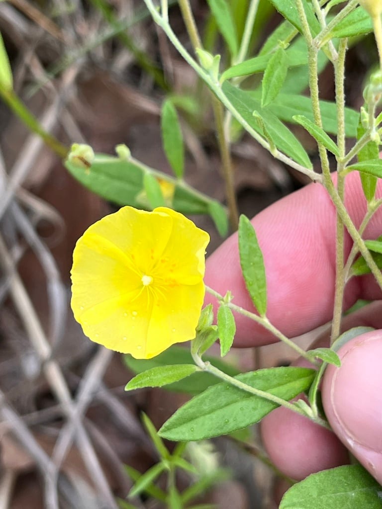 Georgia frostweed (Helianthemum georgianum)