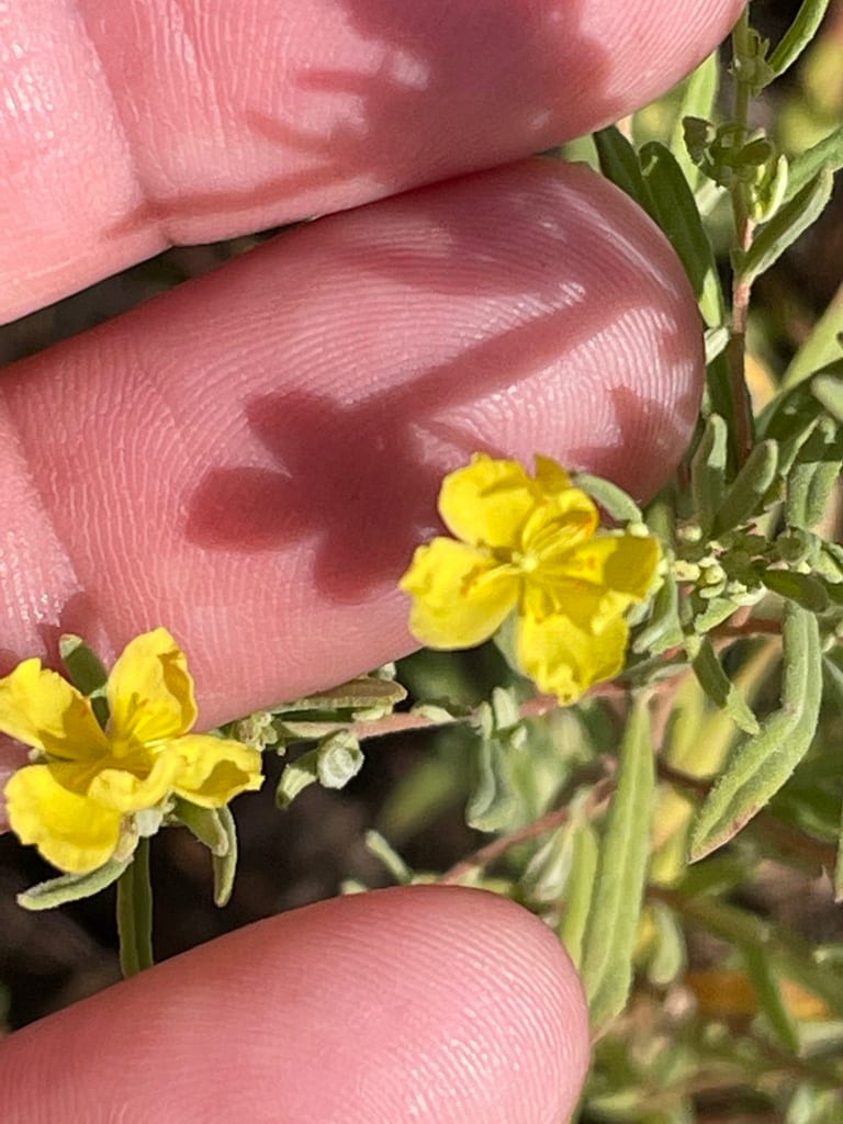 Rosemary frostweed (Helianthemum rosmarinifolium)