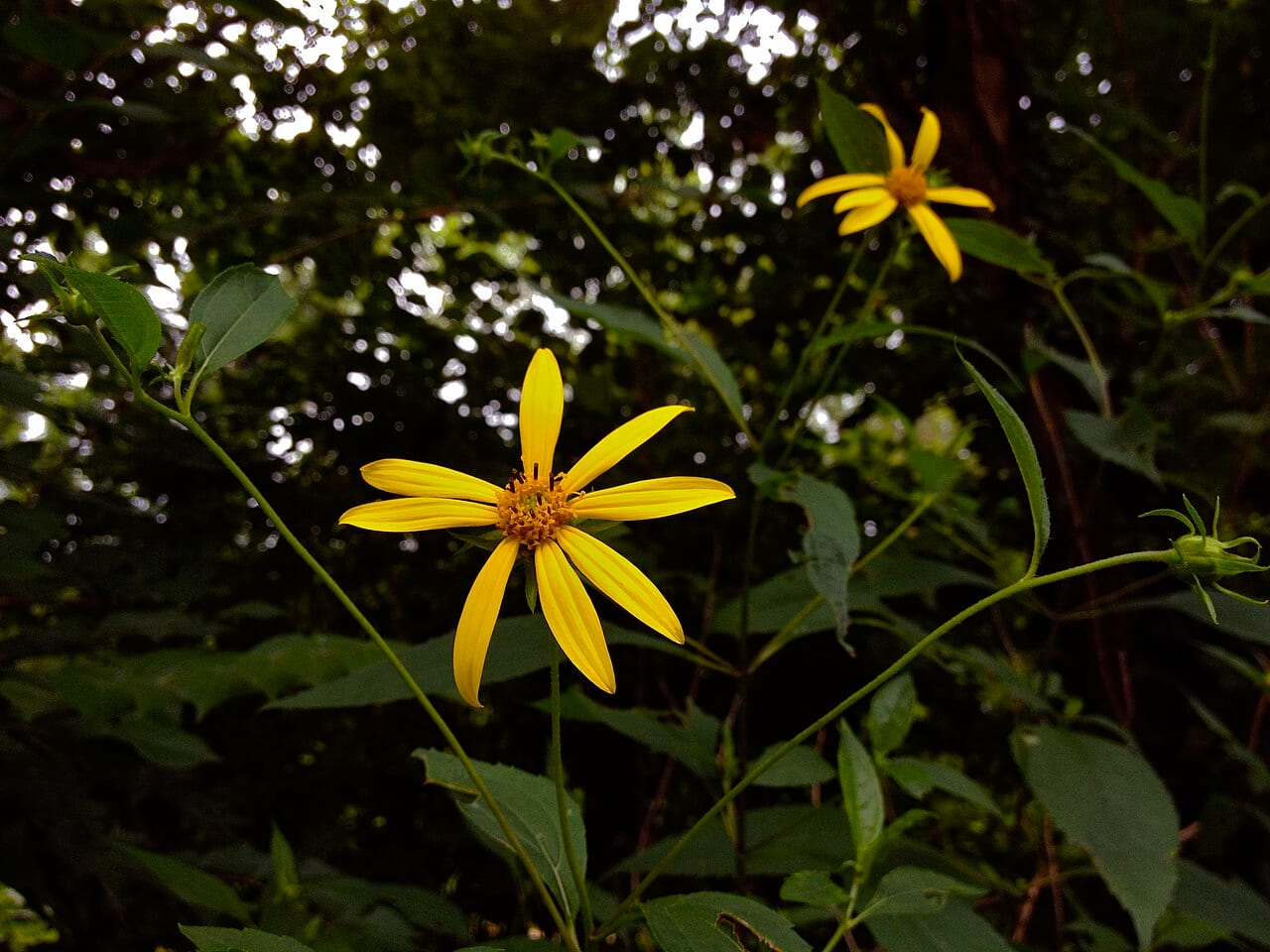 Thinleaf sunflower (Helianthus decapetalus)