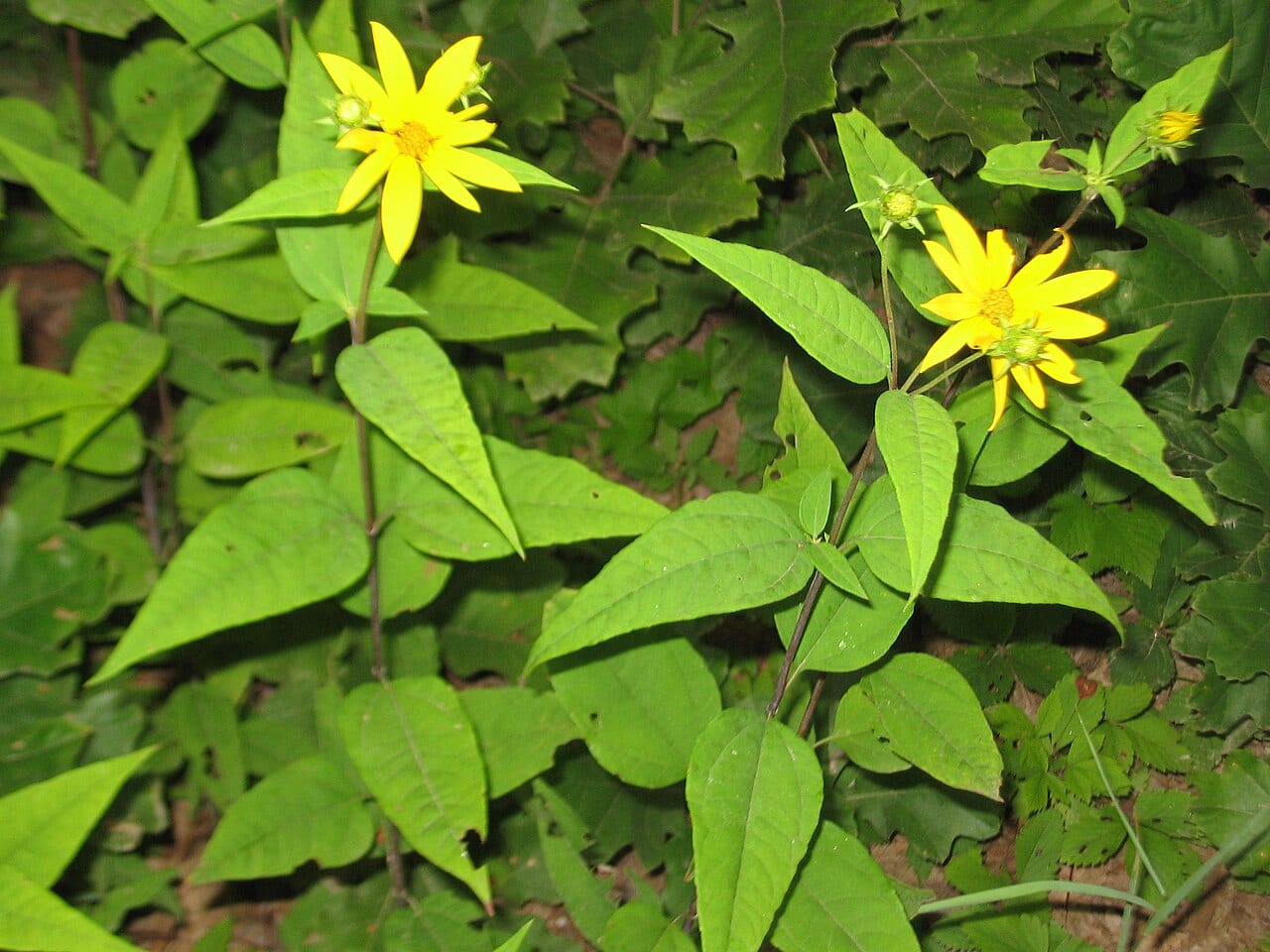 Woodland sunflower (Helianthus divaricatus)