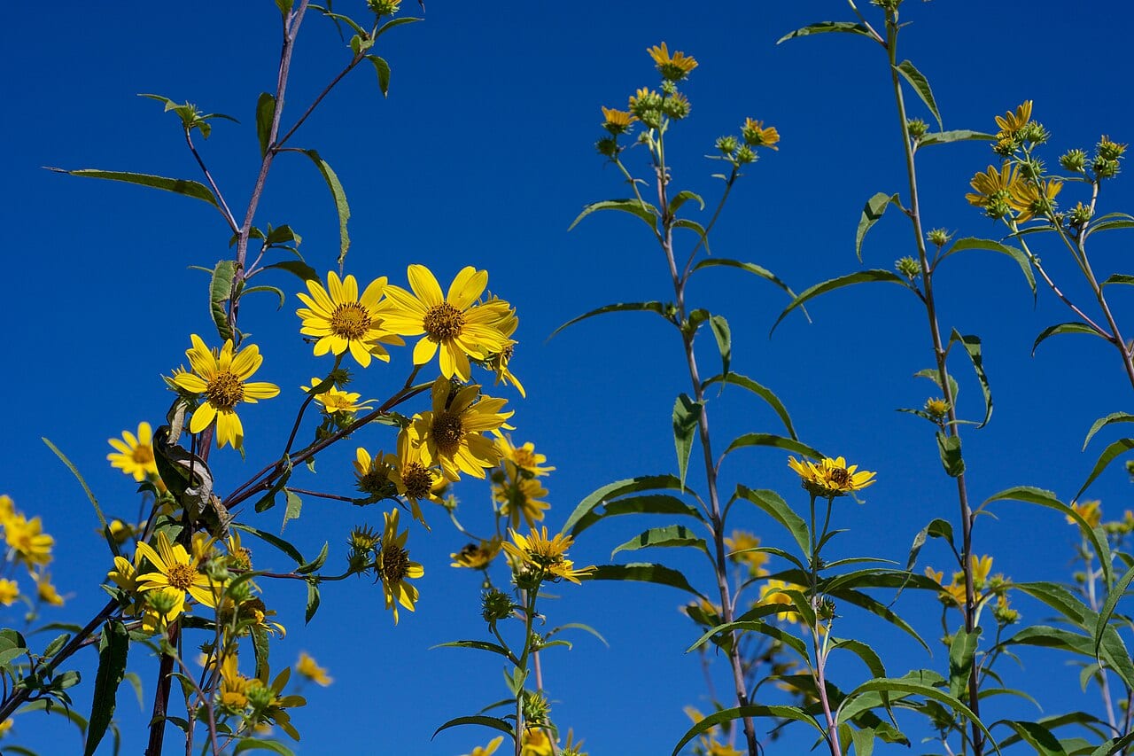 Sawtooth sunflower (Helianthus grosseserratus)