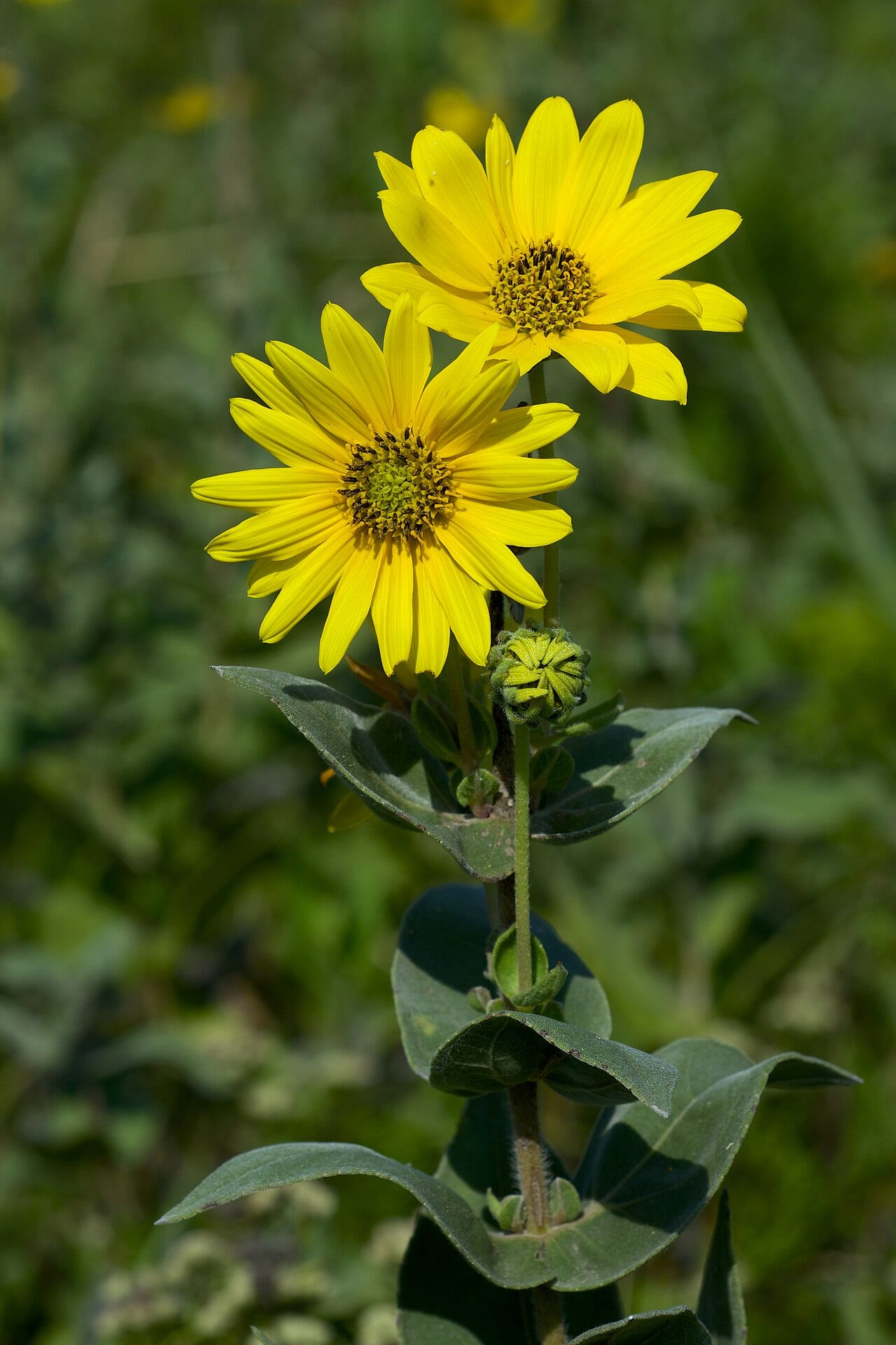 Ashy sunflower (Helianthus mollis)