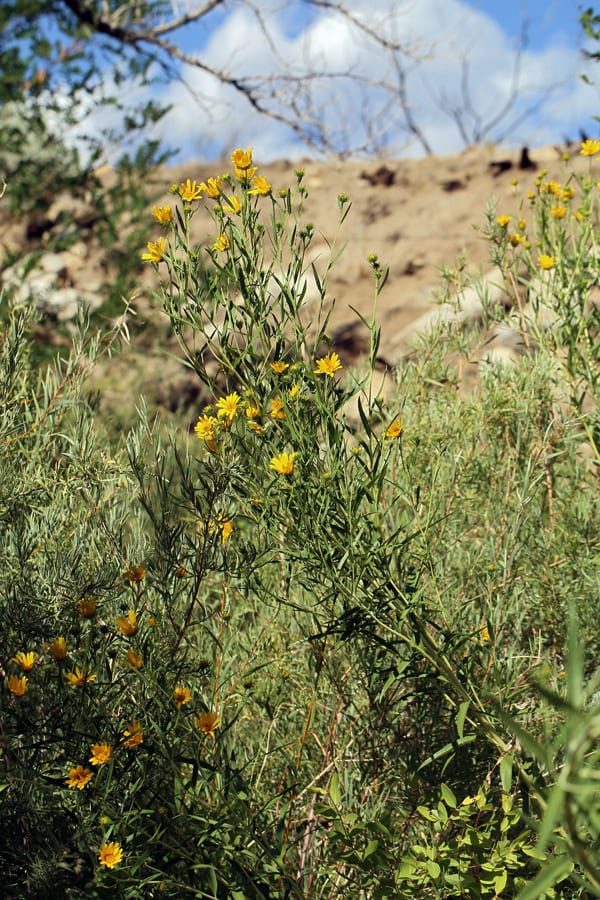 Rydberg's sunflower (Helianthus nuttallii ssp. rydbergii)