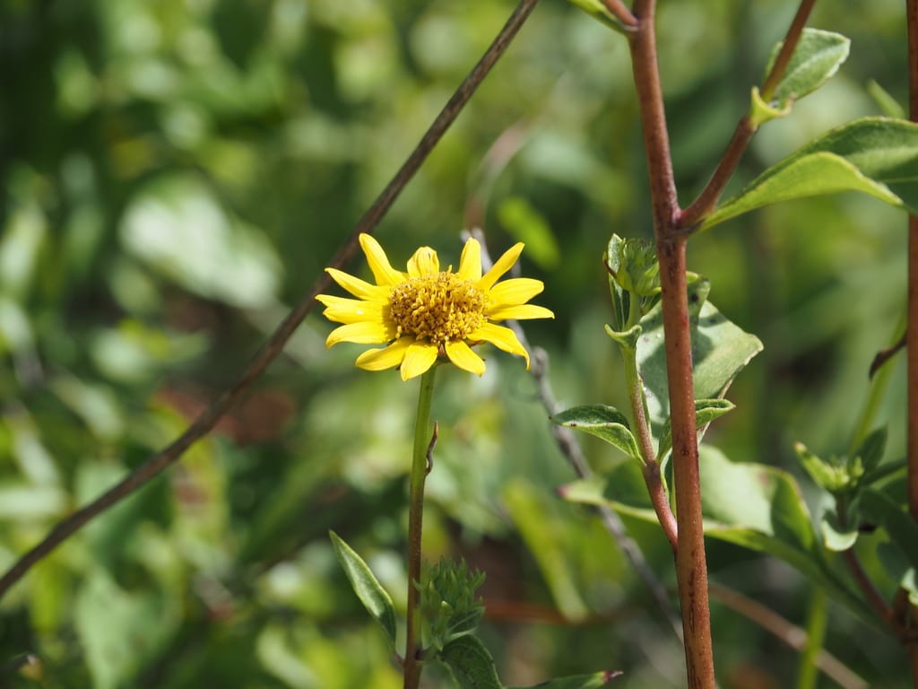Fewleaf sunflower (Helianthus occidentalis ssp. plantagineus)