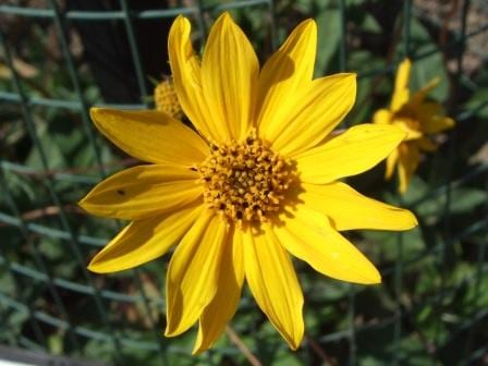 Fewleaf sunflower (Helianthus occidentalis)