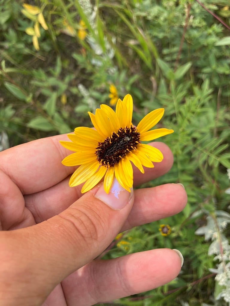 Stiff sunflower (Helianthus pauciflorus ssp. subrhomboideus)