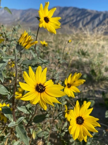 Prairie sunflower (Helianthus petiolaris ssp. petiolaris)
