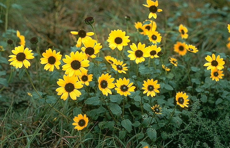 Prairie sunflower (Helianthus petiolaris)