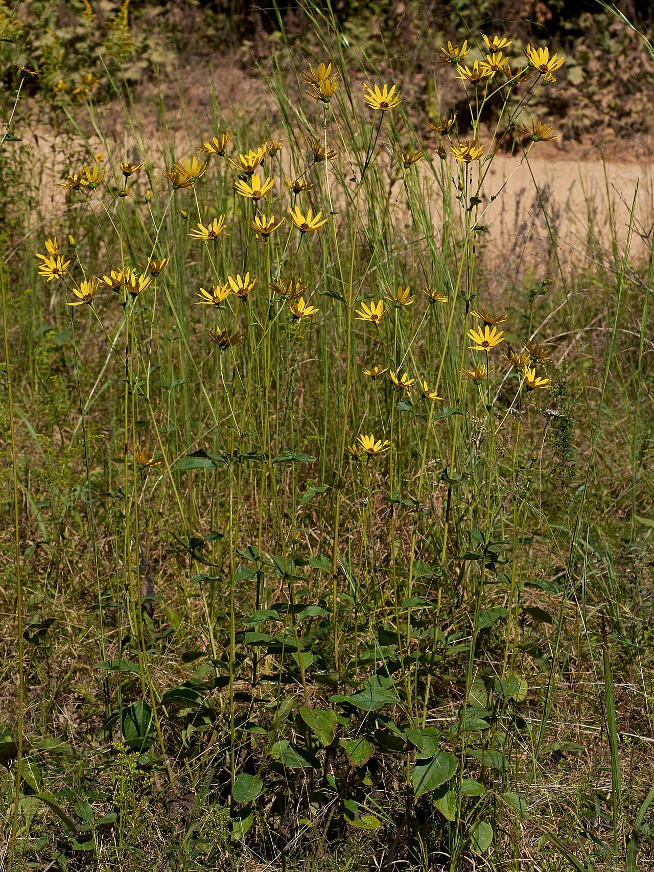 Rosinweed sunflower (Helianthus silphioides)