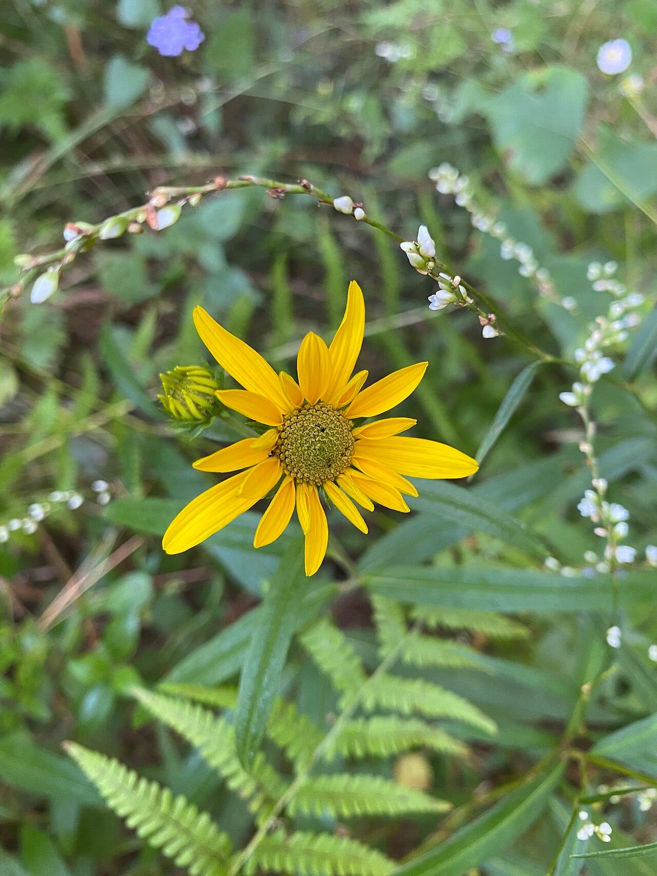 Muck sunflower (Helianthus simulans)