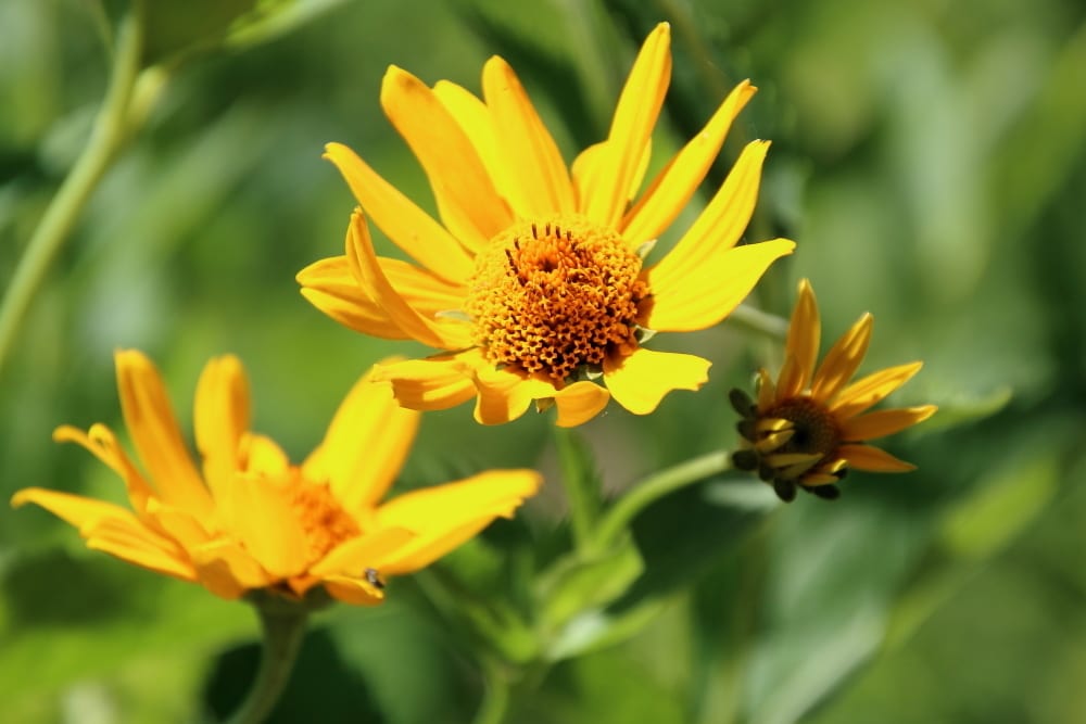 Smooth oxeye (Heliopsis helianthoides var. scabra)