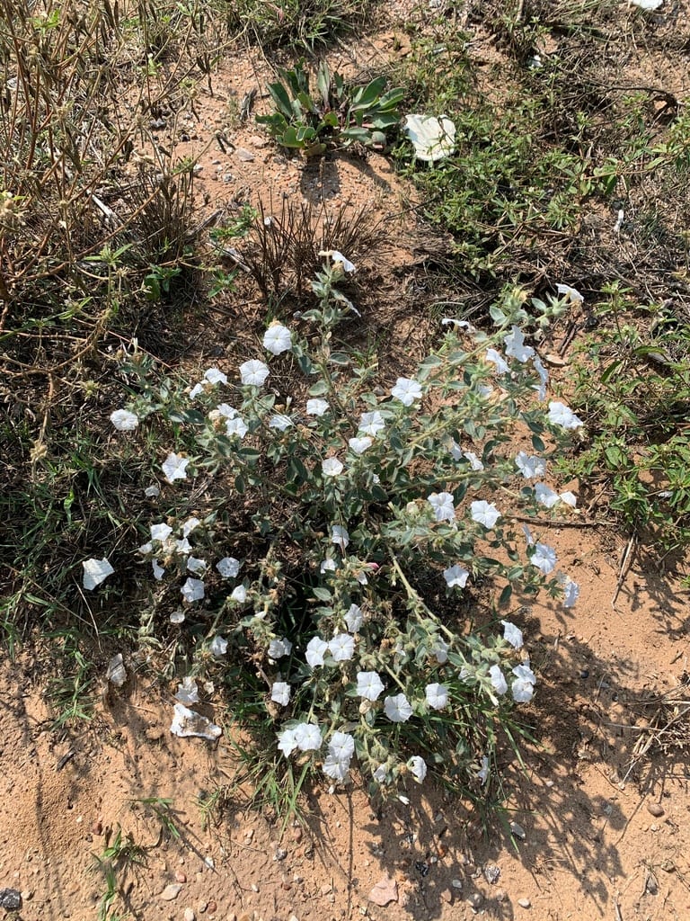 Phlox heliotrope (Heliotropium convolvulaceum var. convolvulaceum)
