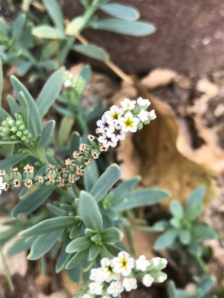 Seaside heliotrope (Heliotropium curassavicum var. obovatum)