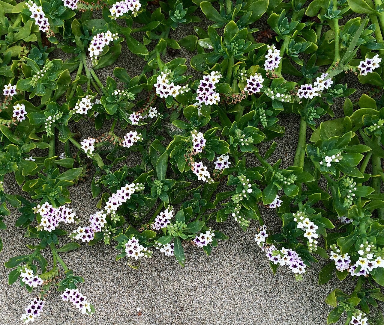 Salt heliotrope (Heliotropium curassavicum)