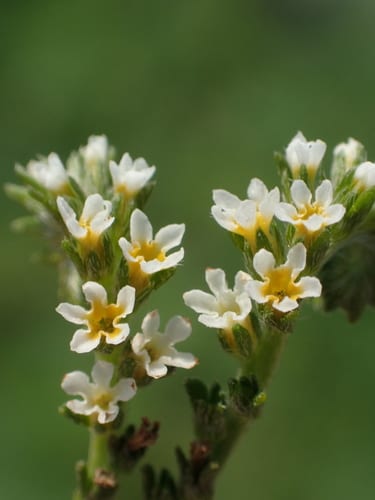Fourspike heliotrope (Heliotropium procumbens var. procumbens)