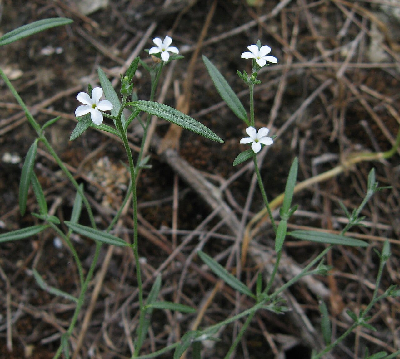 Pasture heliotrope (Heliotropium tenellum)