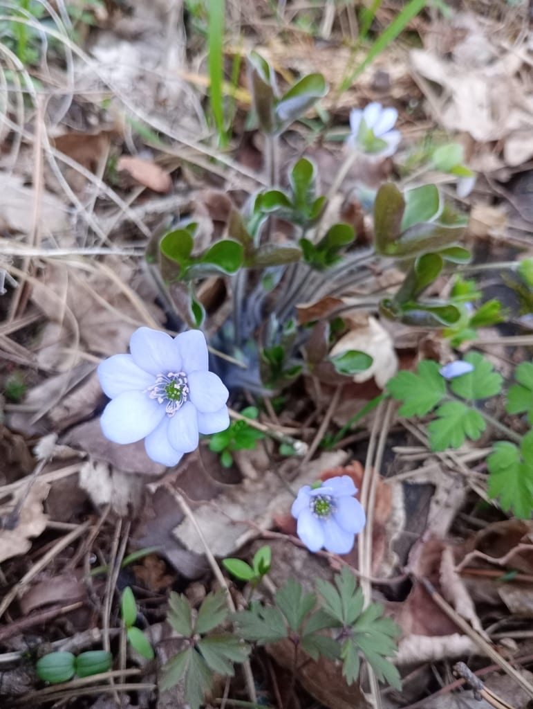 Roundlobe hepatica (Hepatica nobilis var. obtusa)