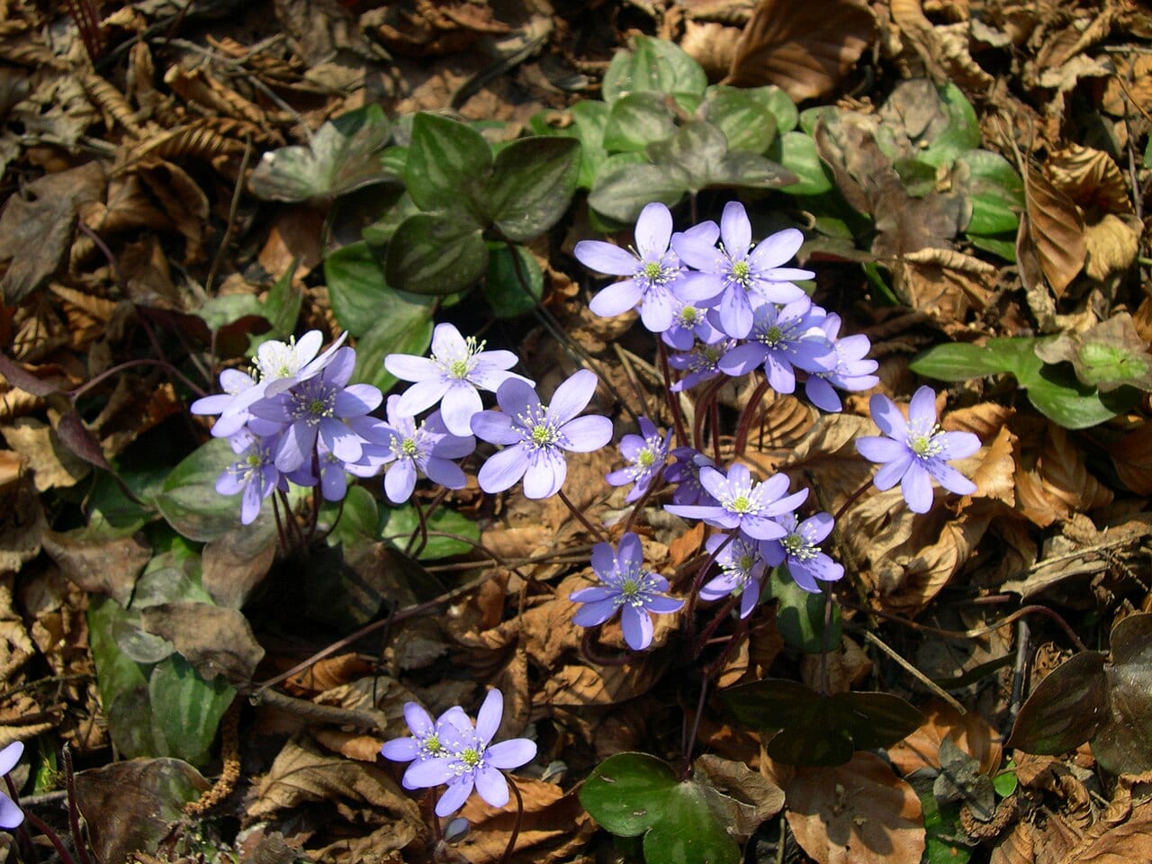 Hepatica (Hepatica nobilis)