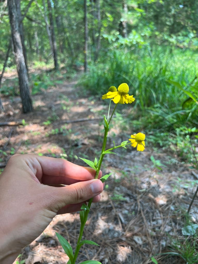 Sneezeweed (Helenium × polyphyllum)