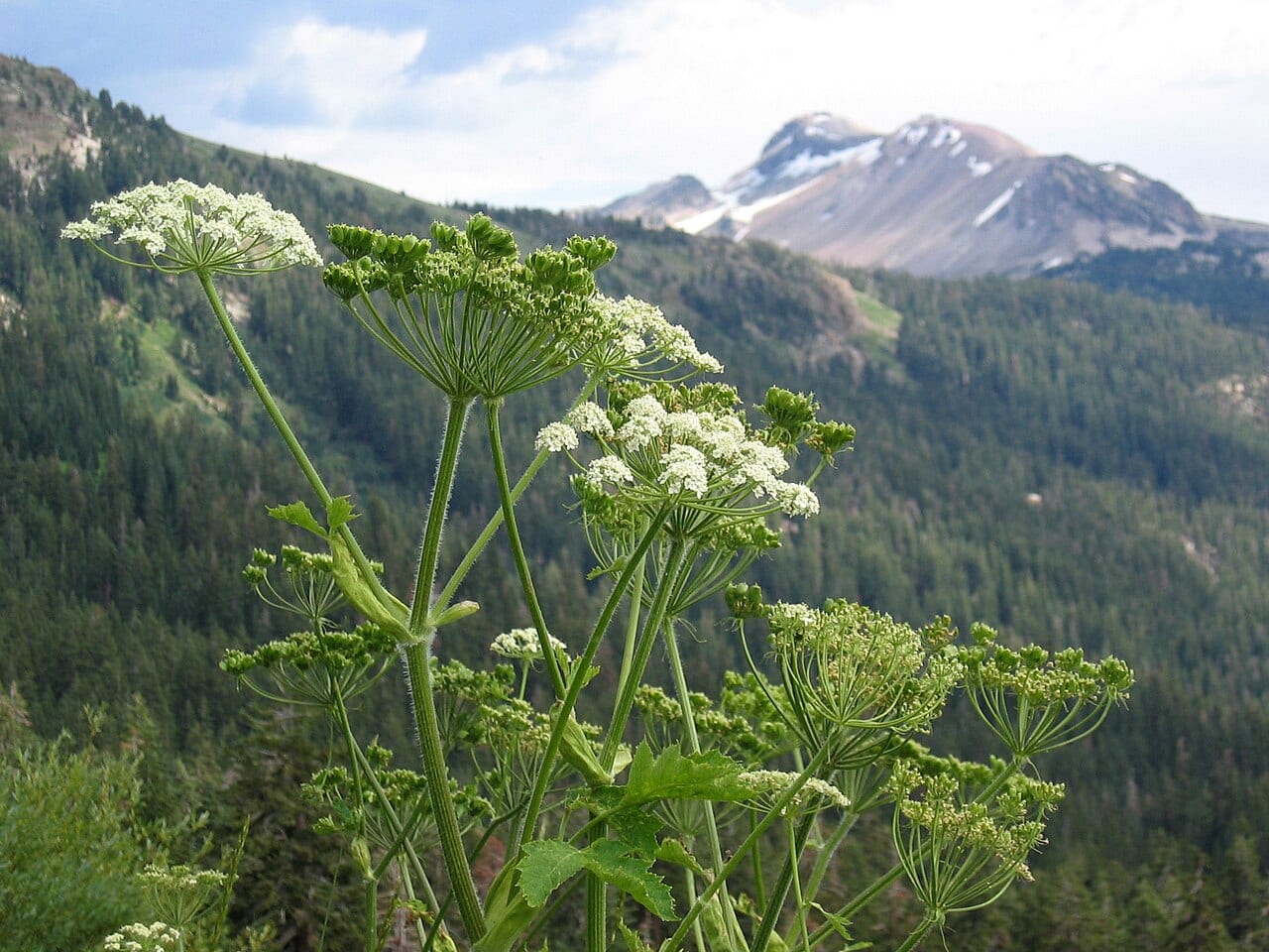 Common cowparsnip (Heracleum maximum)