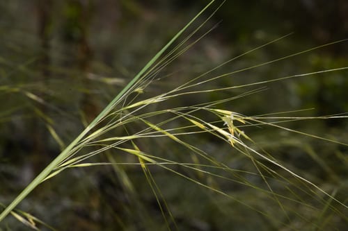 Needle and thread (Hesperostipa comata ssp. comata)