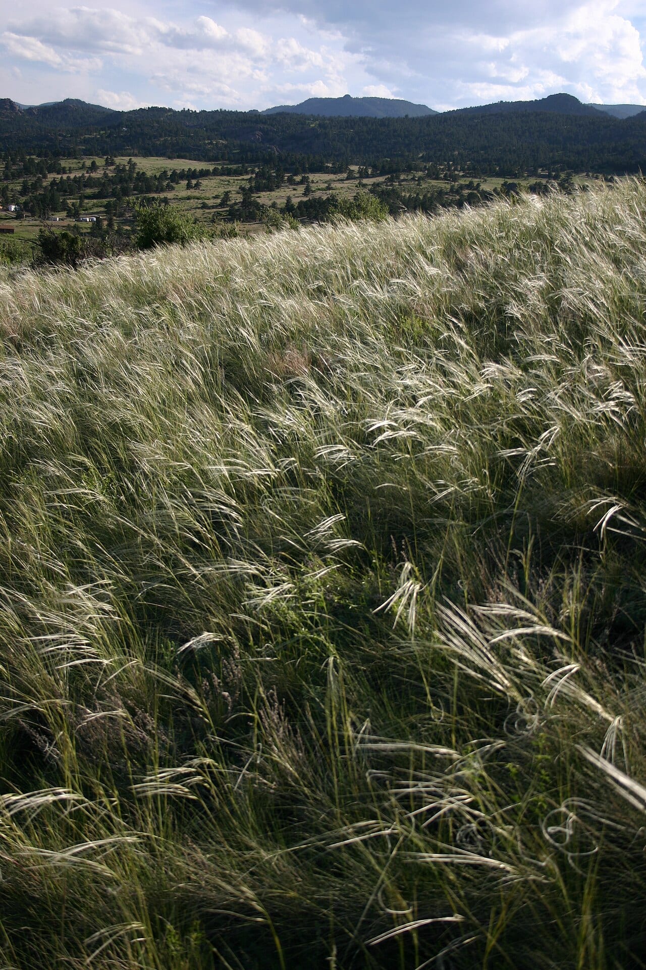 Needle and thread (Hesperostipa comata)