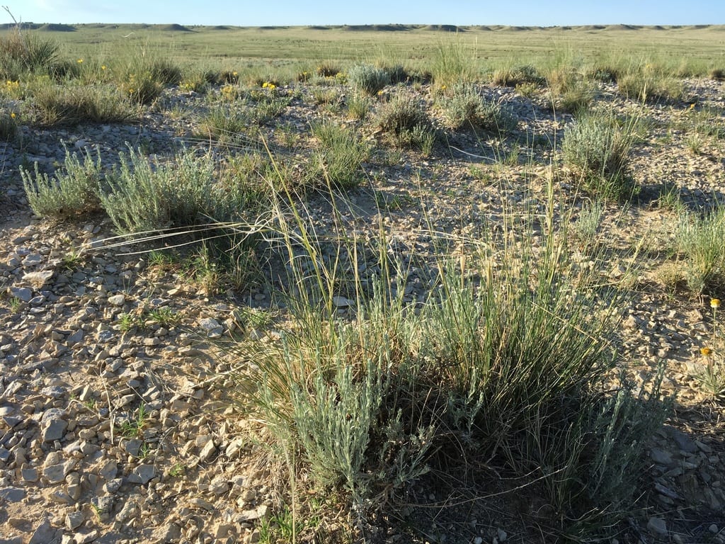 New mexico feathergrass (Hesperostipa neomexicana)