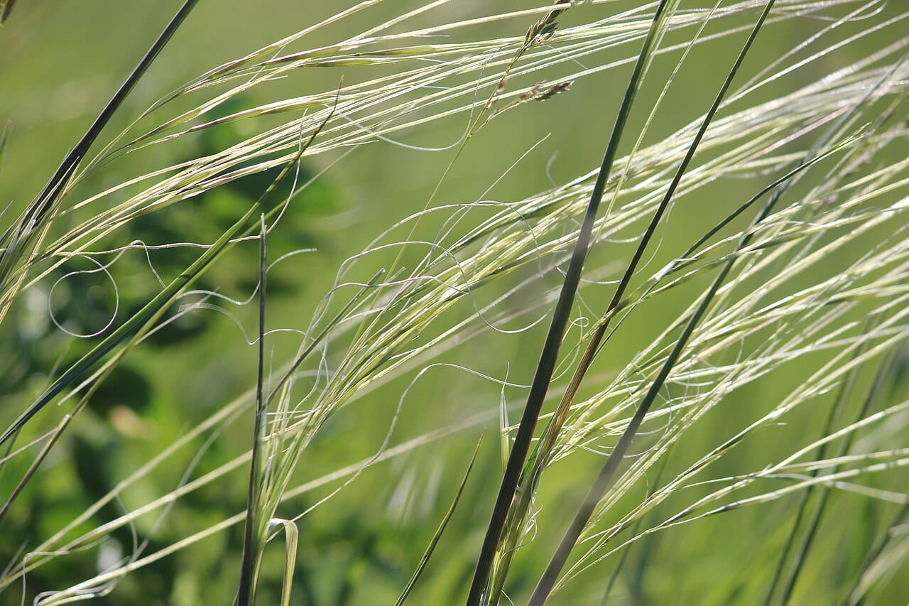 Porcupinegrass (Hesperostipa spartea)