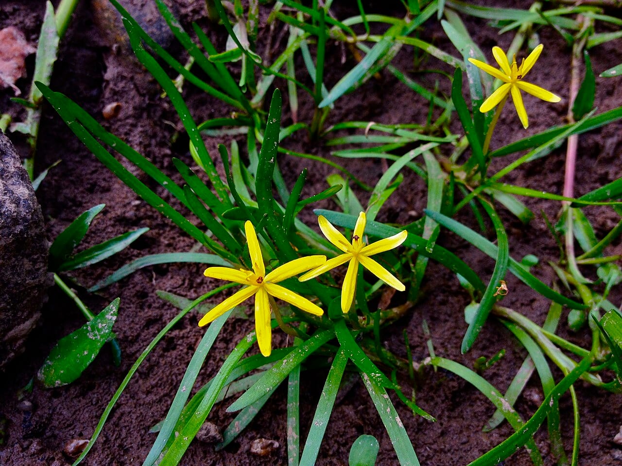 Grassleaf mudplantain (Heteranthera dubia)