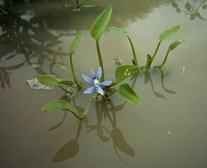 Blue mudplantain (Heteranthera limosa)