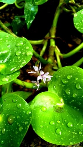 Bouquet mudplantain (Heteranthera multiflora)