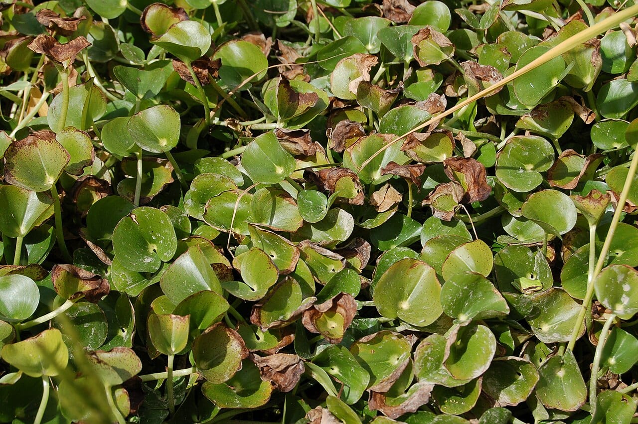 Kidneyleaf mudplantain (Heteranthera reniformis)
