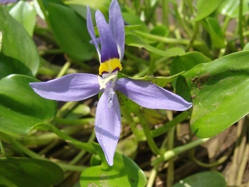 Roundleaf mudplantain (Heteranthera rotundifolia)