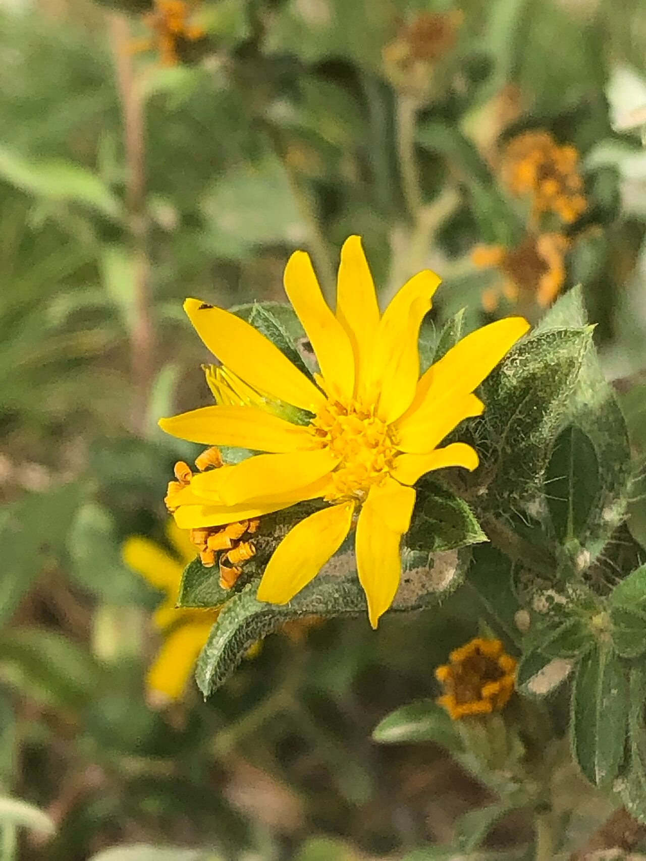 Spokane false goldenaster (Heterotheca barbata)
