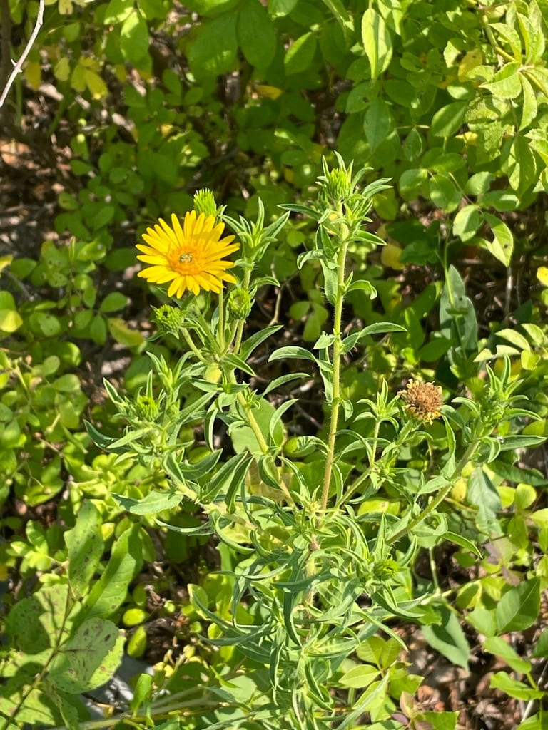 Lemonyellow false goldenaster (Heterotheca camporum var. glandulissimum)