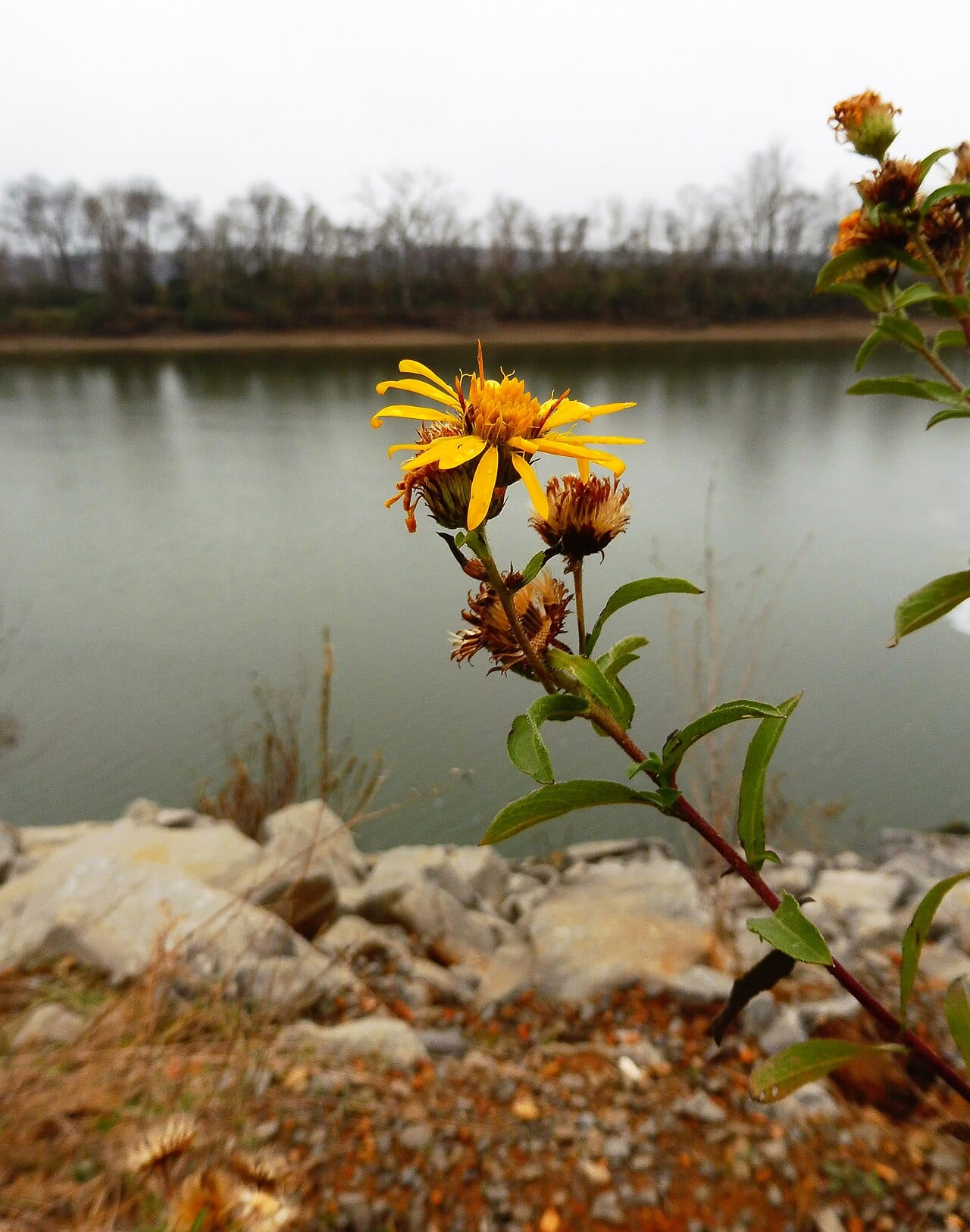 Lemonyellow false goldenaster (Heterotheca camporum)