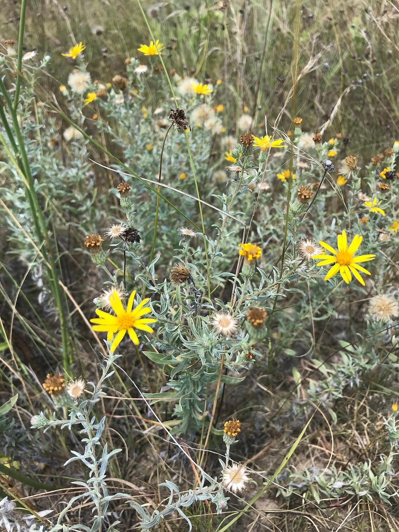 Hoary false goldenaster (Heterotheca canescens)