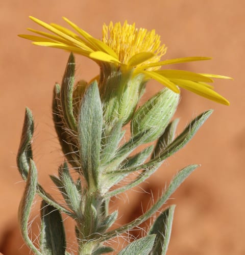 Stiffleaf false goldenaster (Heterotheca stenophylla var. angustifolia)
