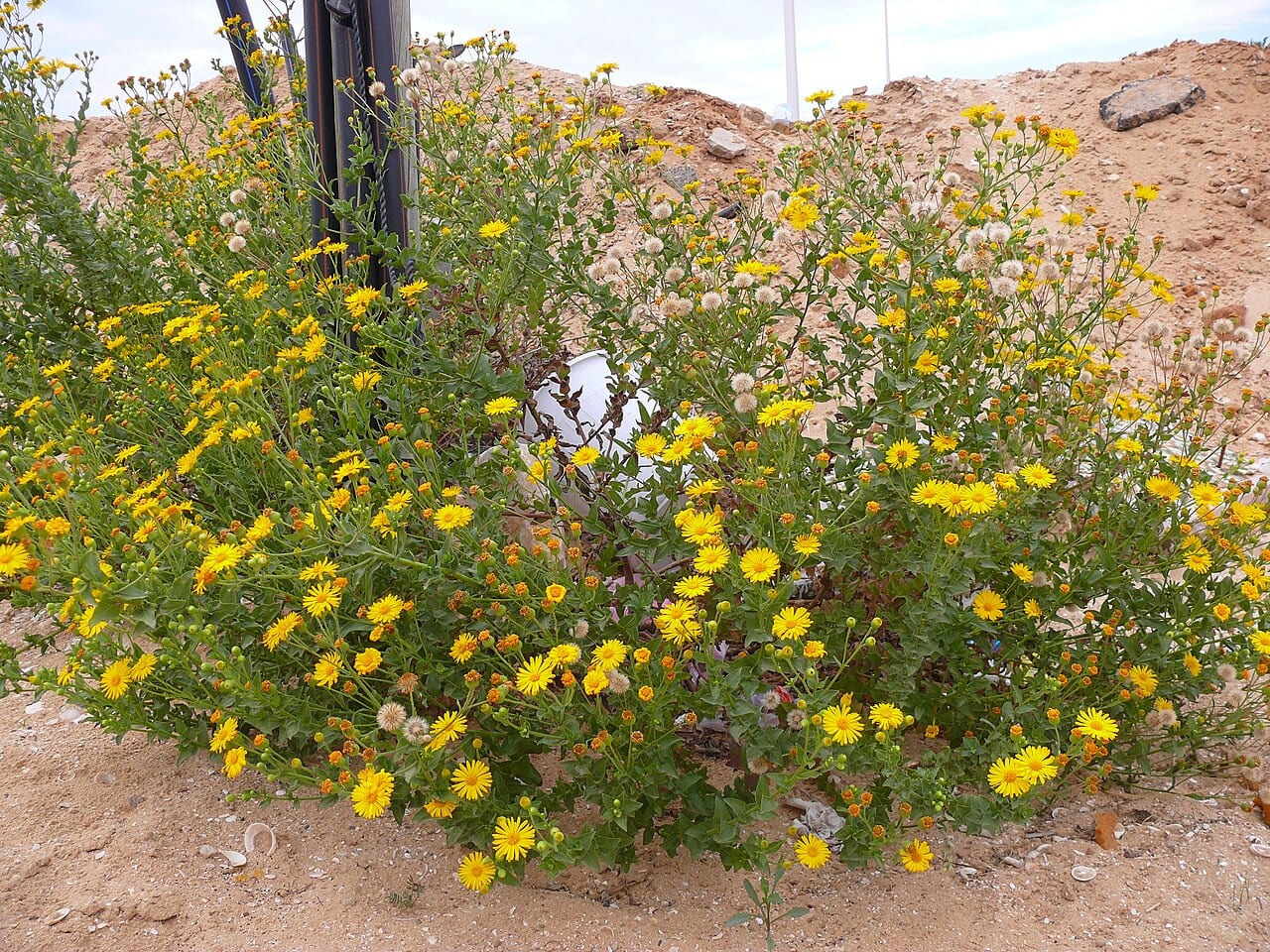Camphorweed (Heterotheca subaxillaris)