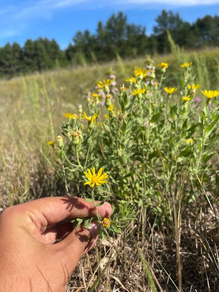 Hairy false goldenaster (Heterotheca villosa var. nana)