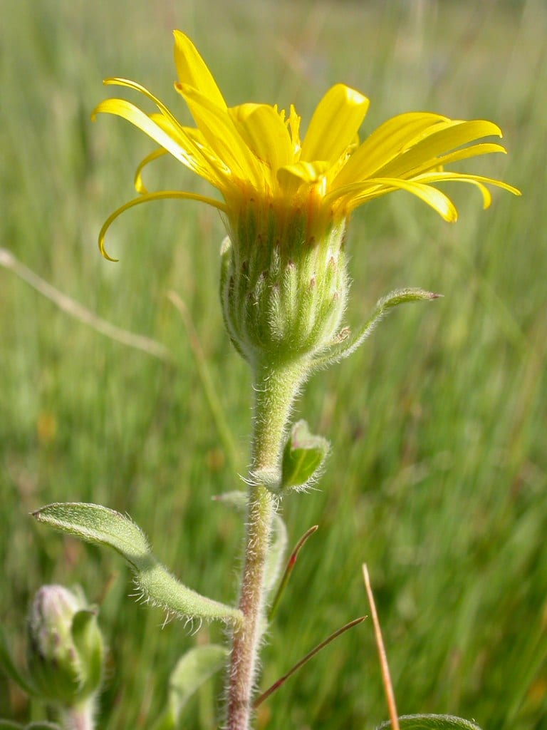 Hairy false goldenaster (Heterotheca villosa)